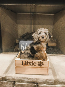 Pet Name Custom Personalized Crate